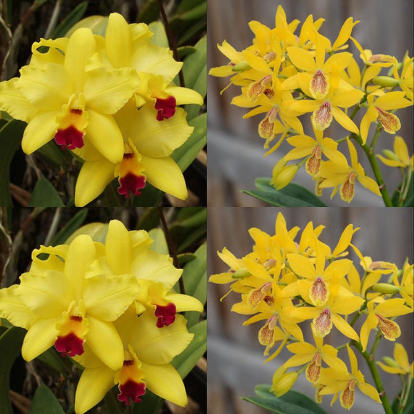 100mm Cattleya Orchid Seedling (Lc. Tokyo Magic '6-1' AM/AOS x Epc. Kyoguchi 'M. Sano' 4n)