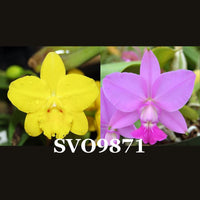 100mm Cattleya Orchid Seedling (Sc. Beaufort 'Big Circle' x C. walkeriana 'SVO Whopper' AM/AOS)