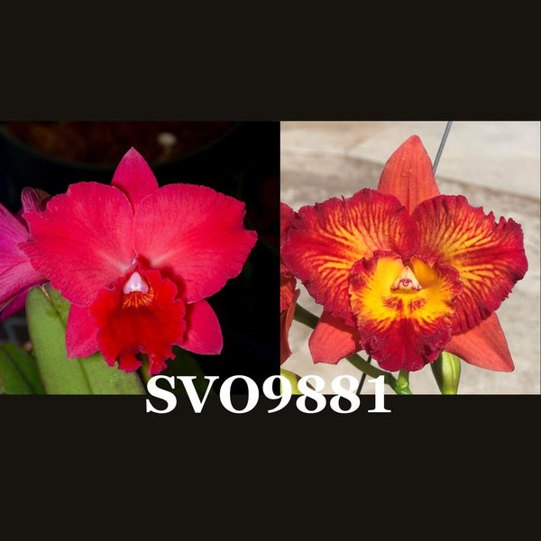 Cattleya Orchid Seedling SVO9881 (Pot. Gene Crocker 'SVO Red' x Pot. Fantasy Circle ‘Flaming Hot')