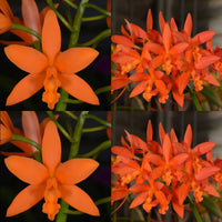 100mm Cattleya Orchid Seedling (Lc. Trick or Treat 'SVO' 4n x Lc. Trick or Treat 'Orange Magic' AM/AOS)