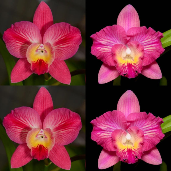 Cattleya Orchid Seedling (Slc. Cosmic Angel 'SVO Candy Stripe' x Pot. Men. Cristiana Montero 'SVO Sparkle')