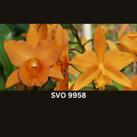 100mm Cattleya Orchid Seedling SVO9958 (Blc. Carolina Orange D'or 'Lenette' AM/AOS x Pot. Love Passion 'Dogashima')