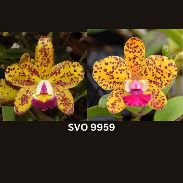 Cattleya Orchid Seedling SVO 9959 (Blc. Suncoast Sunspots 'SVO II' AM/AOS x Slc. Katherine Clarkson 'SVO' HCC/AOS)