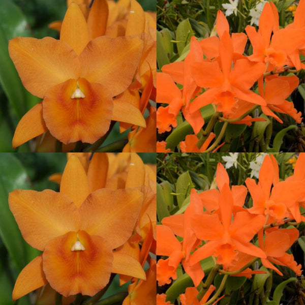 100mm Cattleya Orchid Seedling  (Blc. Carolina Orange D'or 'Lenette 2’ AM/AOS x Pot. Love Passion 'Dogashima')