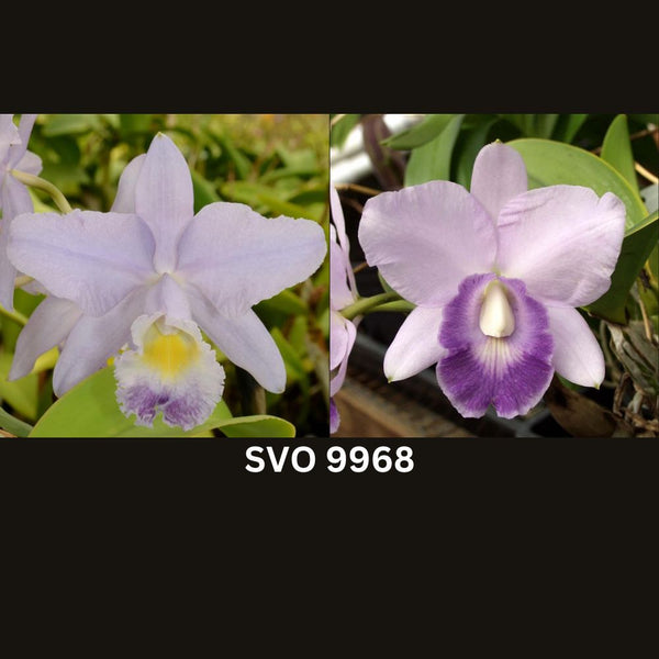 Cattleya Orchid Seedling SVO 9968 (C. Valentine 'Billy’s Blue' HCC/AOS x Lc. Floralia’s Azul 'Sandra' AM/AOS)
