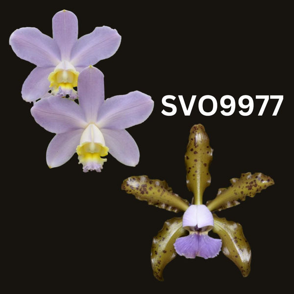 100mm Cattleya Orchid Seedling. SVO9977 (C. loddigesii f. coerulea 'Blue Sky' AM/AOS x C. Mareeba Tiger 'Deep Blue')