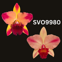 Cattleya Orchid Seedling (Pot. Rubescent Magic 'May Splash' x Pot. Martha Clarke 'Amazing')