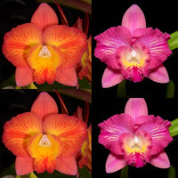 100mm Cattleya Orchid Seedling. SVO 9981 (Slc. Mem. Trudi Marsh 'Sun Flair' x Pot. Mem. Cristina Montero ' SVO Sparkle')