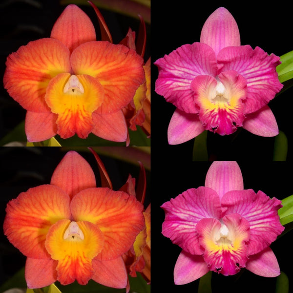 Cattleya Orchid Seedling (Slc. Mem. Trudi Marsh 'Sun Flair' x Pot. Mem. Cristina Montero ' SVO Sparkle')