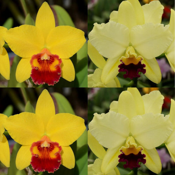 100mm Cattleya Orchid Seedling. SVO9985 (Pot. Little Toshie 'Gold Country' AM/AOS x Blc. Izumi Charm 'SVO'AM/AOS)