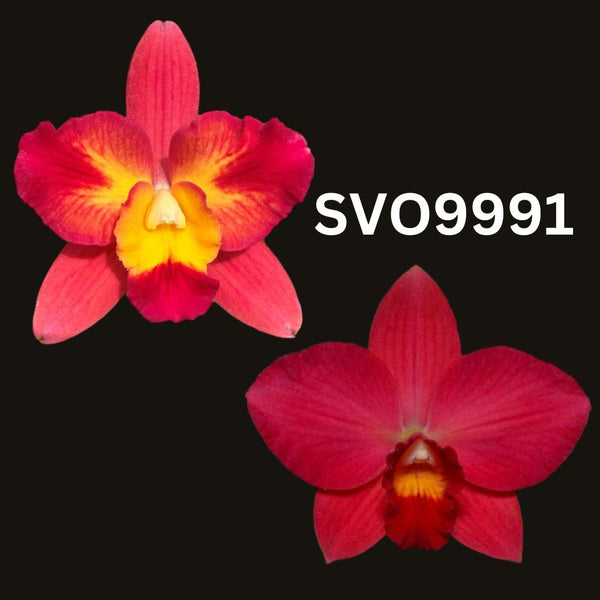100mm Cattleya Orchid Seedling. SVO9991 (Slc. Angel Eyes 'SVO' AM/AOS x Slc. Virginia Dickey 'Diamond Orchids' AM/AOS)