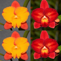 100mm Cattleya Orchid Seedling. SVO9999 (Slc. Candy Sparks ‘Gold Spark’ x Pot. Laszlo's Spark 'Mini Flair')