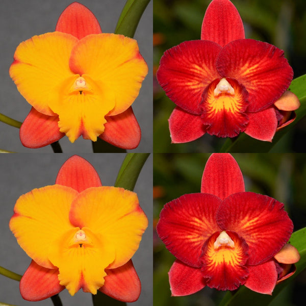 100mm Cattleya Orchid Seedling. SVO9999 (Slc. Candy Sparks ‘Gold Spark’ x Pot. Laszlo's Spark 'Mini Flair')
