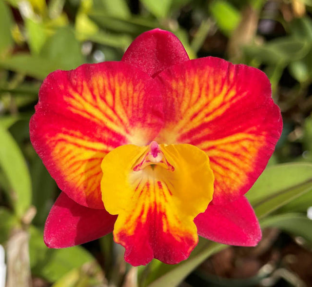 Cattleya Orchid Hybrid SVO10801 (Slc. Mem. Trudi Marsh 'Sun Flair' x S ...