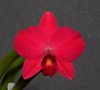 Cattleya Orchid Seedling SVO 10371 (Slc. Petite Purple 'SVO' 4n x Slc. Virginia Dickey 'Diamond Orchids' AM/AOS)