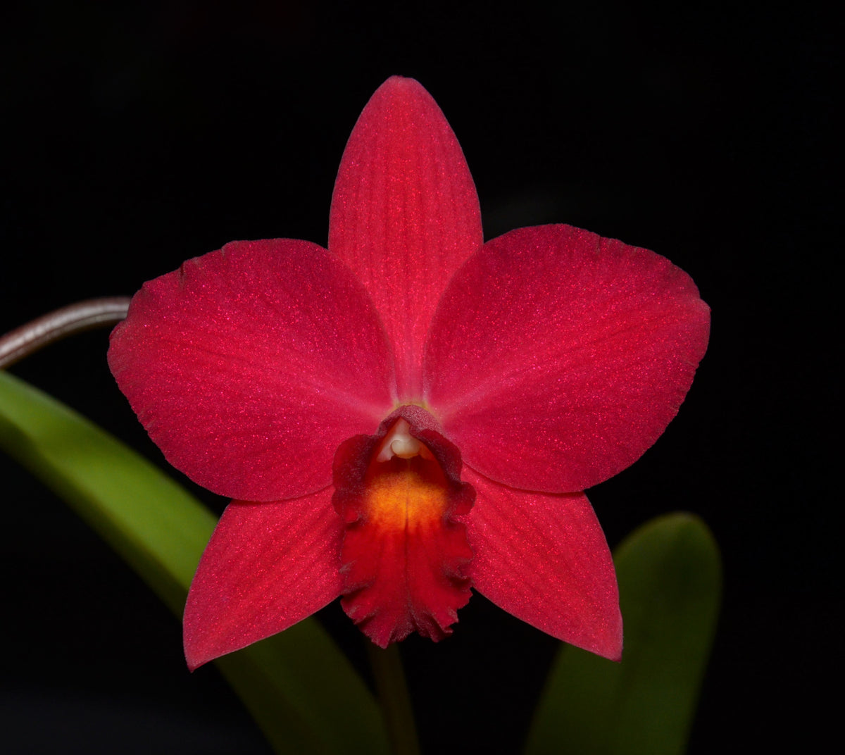 Cattleya Orchid Seedling SVO 10371 (Slc. Petite Purple 'SVO' 4n x Slc ...