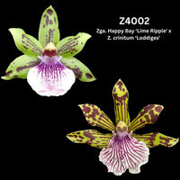 Zygopetalum Orchid Z4002 (Zga. Happy Bay ‘Lime Ripple’ x Z. crinitum ‘Loddiges’)