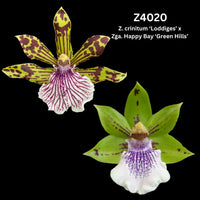 Zygopetalum Orchid Z4020 (Z. crinitum ‘Loddiges’ x Zga. Happy Bay ‘Green Hills’)