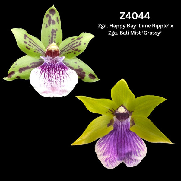 Zygopetalum Orchid Z4044 (Zga. Happy Bay ‘Lime Ripple’ x Zga. Bali Mist ‘Grassy’)