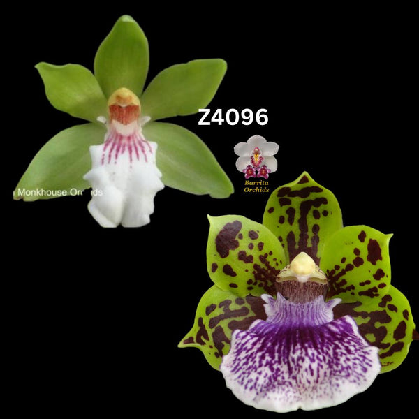 Zygopetalum Orchid Z4096 Zga. Happy Bay ‘Port Lincoln’ x Zga. Kudos ‘Purity’