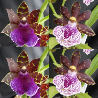 Zygopetalum Orchid Z4098 (Zga. Freestyle Meadows ‘Chocolate’ x Npp. Woody’s Surprise ‘Adelaide’)