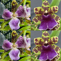 Zygopetalum Orchid Z5013 (Hmwsa. Bali Quest ‘Tri-Lips’ x Zga. Freestyle Meadows ‘Super Sepals’)