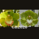Cymbidium seedling GB2020 Green Opal 'Vic' x Wonder Island 'Gee Bee'