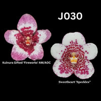 Sarcochilus Orchid Seedling. J030 (Kulnura Gifted 'Fireworks' AM/AOC x Sweetheart 'Speckles')