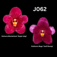 Sarcochilus Orchid Seedling. J062 (Kulnura Momentum 'Super step' x Kulnura Rage 'And Stomp')