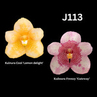 Sarcochilus Orchid Seedling. J113 (Kulnura Cool 'Lemon delight' x Kulnura Frenzy 'Gateway')