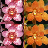 Sarcochilus Orchid Seedling. J130 (Kulnura Sanctuary 'GeeBee' AM/AOC X Kulnura Taser 'Oh My')