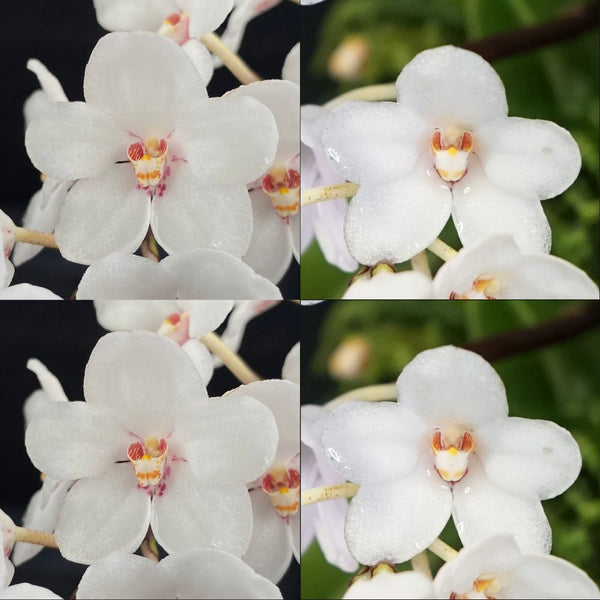 Sarcochilus Orchid Seedling. J150 (Heidi 'Colosus' x Kulnura Vision '4')