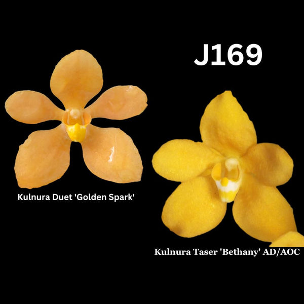 Sarcochilus Orchid Seedling. J169 (Kulnura Duet 'Golden Spark' X Kulnura Taser 'Bethany' AD/AOC)
