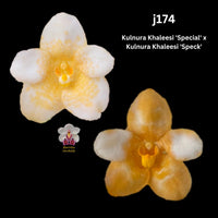 Sarcochilus Orchid Seedling. J174 (Kulnura Khaleesi 'Special' x Kulnura Khaleesi 'Speck')