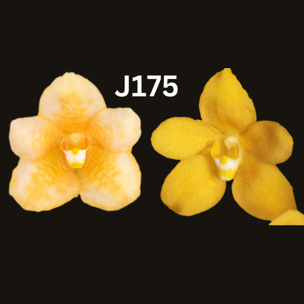 Sarcochilus Orchid Seedling. J175 (Kulnura Cool 'Lemon delight' x Kulnura Taser 'Bethany’ AD/AOC)