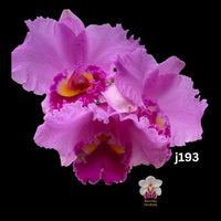 100mm Cattleya Orchid Seedling J193 C. Spring Drum 'Hawaii' x Self
