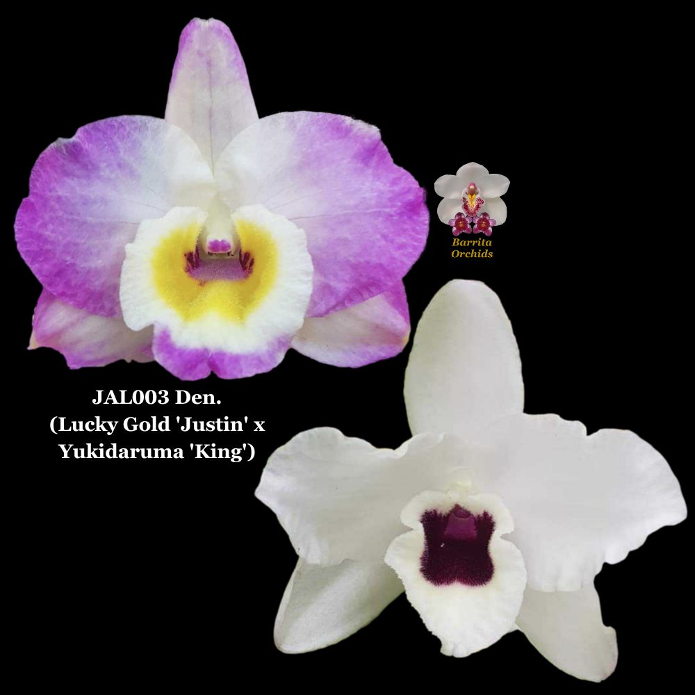 Soft-cane Dendrobium Orchid Seedling. JAL003 (Lucky Gold 'Justin' x Yu ...