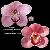 100mm Cymbidium Orchid Seedling JG20047 (Dural Dream 'Supreme' x Lancashire Khan 'Evie')