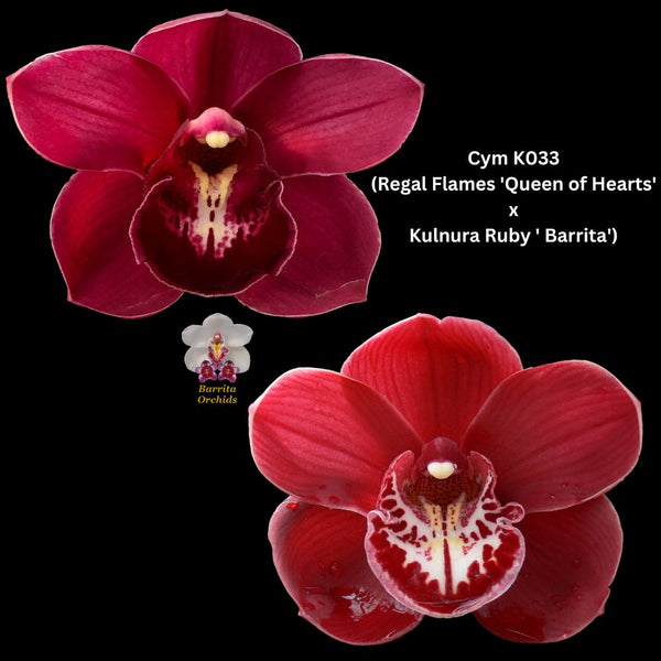 Cymbidium Seedling K033 (Regal Flames 'Queen of Hearts' x Kulnura Ruby ' Barrita')