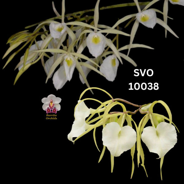 Cattleya Orchid Seedling SVO 10038 (B. perrinii 'Ruben' x B. nodosa 'Susan Fuchs' FCC/AOS)