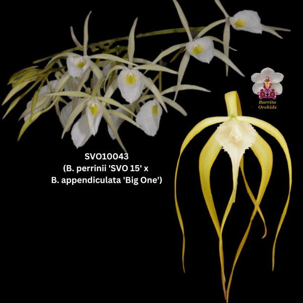 Cattleya Orchid Seedling SVO 10043t (B. perrinii 'SVO 15' x B. cucullata '4')