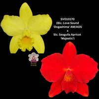Cattleya Orchid Seedling SVO10170  (Blc. Love Sound 'Dogashima' AM/AOS x Slc. Seagulls Apricot'