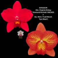 Cattleya Orchid Seedling SVO10179 (Slc. Virginia Dickey 'Diamond Orchids' AM/AOS  x Slc. Mem. Trudi Marsh 'Sun Blast')