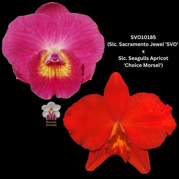 Cattleya Orchid Seedling SVO10185 (Slc. Sacramento Jewel 'SVO' x Slc. Seagulls Apricot 'Choice Morsel')