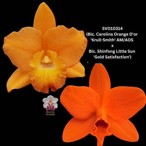 Cattleya Orchid Seedling SVO10314 (Blc. Carolina Orange D'or 'Krull-Smith' AM/AOS  x Pot. Shinfong Little Sun 'Gold Satisfaction')