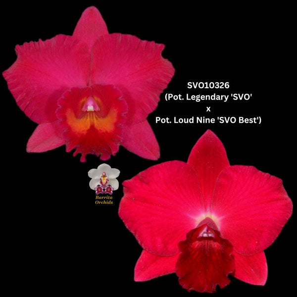 Cattleya Orchid Seedling SVO10326 (Pot. Legendary 'SVO' x Pot. Loud Nine 'SVO Best')