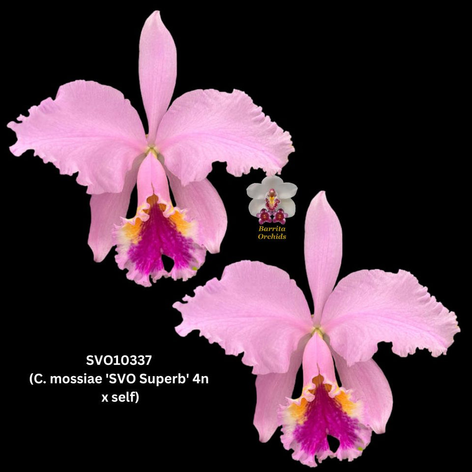 Easter Orchid (Cattleya mossiae) 5 75mm Cattleya Orchid Species SVO10337 (C. mossiae 'SVO Superb' 4n x self)