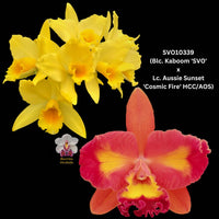 Cattleya Orchid Seedling SVO10339 (Blc. Kaboom 'SVO' x Lc. Aussie Sunset 'Cosmic Fire' HCC/AOS)