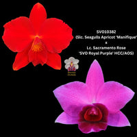 Cattleya Orchid Seedling SVO 10382 (Slc. Seagulls Apricot 'Magnifique' x Lc. Sacramento Rose 'SVO Royal Purple' HCC/AOS)