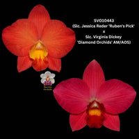 Cattleya Orchid Seedling SVO10443 (Slc. Jessica Reder 'Ruben's Pick' x Slc. Virginia Dickey 'Diamond Orchids' AM/AOS)